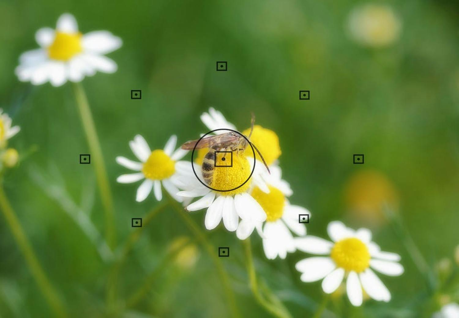 Ett bi på en blomma